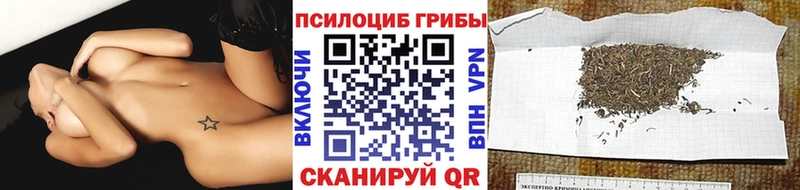 ссылка на мегу ССЫЛКА  Володарск  Псилоцибиновые грибы Cubensis  магазин продажи  